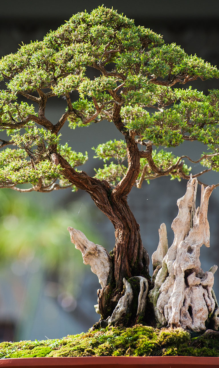 Ipswich Bonsai Society